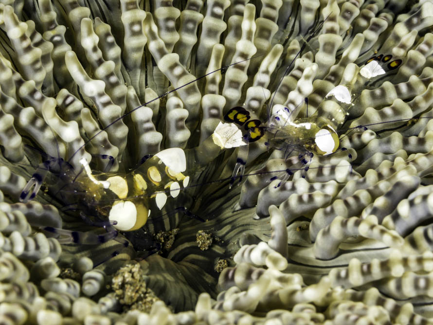 Ancylocaris brevicarpalis